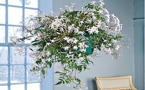 5 loại cây tốt cho giấc ngủ mỗi nhà nên có ít nhất một cây trong phòng ngủ