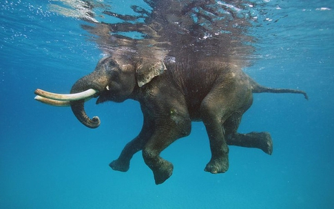 Bị trôi lạc ra biển 15km, chú voi rừng may mắn được hải quân cứu sống