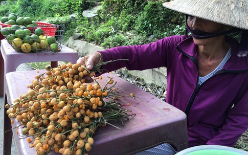 Kiếm tiền nhờ mò vào rừng hái trái nẻ rừng về bán