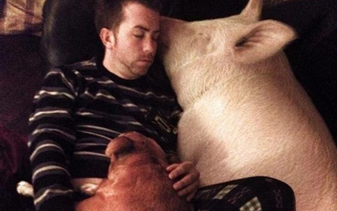 Lợn gần 300 kg ngủ cùng giường với chủ