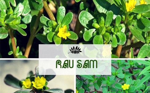 Lại bất ngờ vì một loại rau dại ở Việt Nam đang được nhiều nước "săn lùng" như thần dược