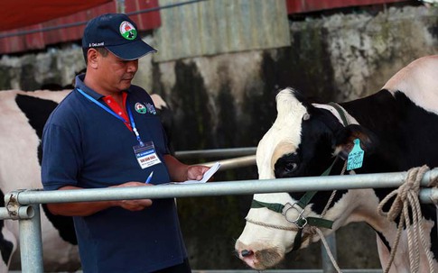 Hoa hậu bò sữa Mộc Châu 2017: Cuộc thi của những hoa hậu "ngàn cân"