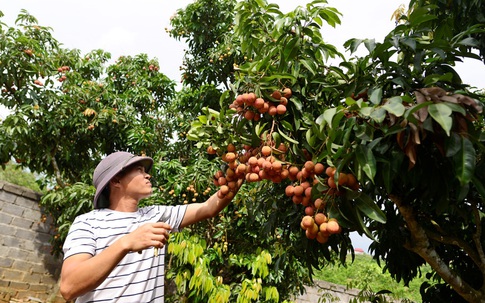 Chuyện lạ ở vựa vải thiều lớn nhất miền Bắc