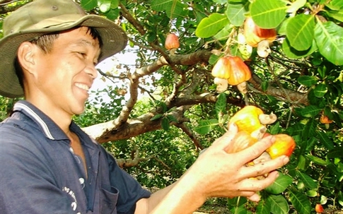 Vì sao hạt điều Việt Nam xuất khẩu lớn nhất thế giới nhưng lại là 'cây của người nghèo'?