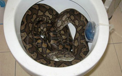 Rắn bò vào nhà đẻ ra cả đàn rắn con lúc nhúc liệu có xui xẻo?
