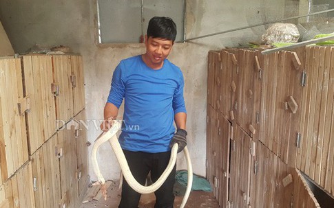 Rắn bạch tạng mắt xanh, lưỡi đỏ: Hàng hiếm giá 100 triệu