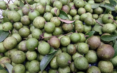 Sấu non “cháy” hàng, dân buôn “hốt” bạc triệu