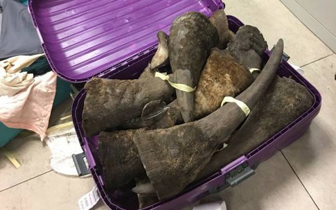 Phát hiện lô hàng nghi là sừng tê giác tại sân bay Nội Bài