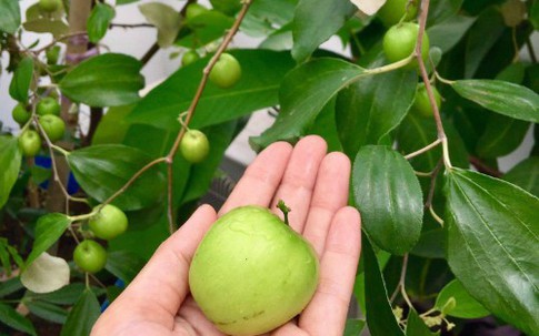 Cách trồng và chăm sóc cây táo trên sân thượng để vụ mùa bội thu