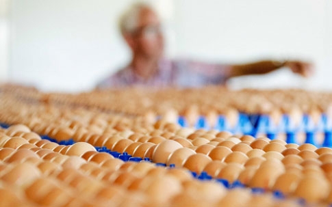 Trứng gà nhiễm thuốc trừ sâu: Vì sao và độc đến đâu?