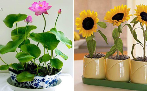 Trồng ngay 7 loại hoa “hộ mệnh” tháng cuối năm để hóa giải điều xấu cho gia chủ
