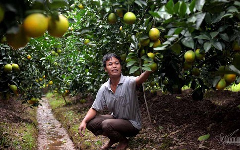 Cả làng phản đối, tỷ phú 'điên rồ' khởi dựng vựa cây 200 tỷ