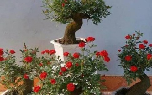 Hồng giả cổ bọc xi măng, thạch cao, phủ rêu "cháy hàng" dịp Tết