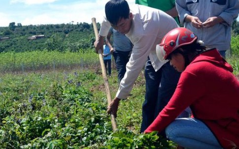 Trồng đan sâm quý bán củ đỏ làm thuốc, 1 sào thu 50 triệu đồng