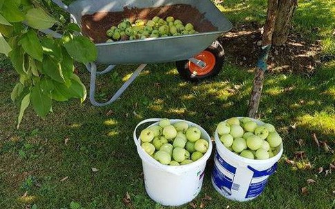 Vườn táo trĩu quả của anh công nhân Việt ở Đức