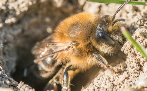 Thâm cung bí sử (156 - 2): Kinh hoàng ong lỗ