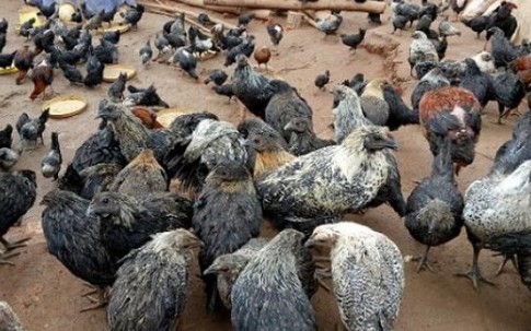 Cất bằng đại học kiến trúc về núi nuôi gà đen, thu 400 triệu/năm