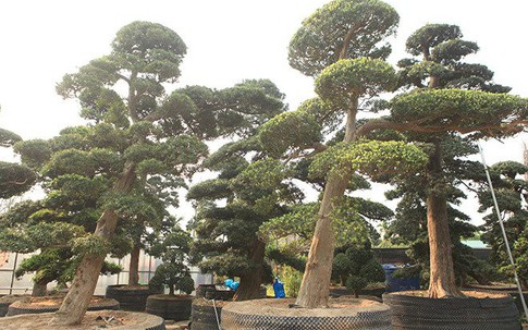 Vườn tùng la hán Nhật nghìn tỷ ở Hà Nội: Mỗi cây giá cả tỷ đồng