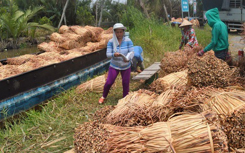 Từ chỗ vứt đi, nay cọng lục bình khô đắt đỏ, bán 1kg lãi 7.000 đồng