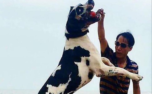 Thú chơi 'siêu khuyển' khổng lồ của người Hà Nội