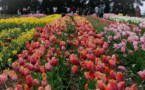 “Lạc lối” giữa nông trại hoa tulip đẹp như tranh vẽ