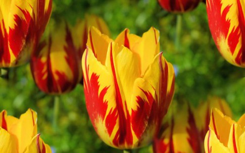 Chiêm ngưỡng loài hoa tulip thuần chủng có nguồn gốc từ thế kỷ 17 giá cực đắt đỏ