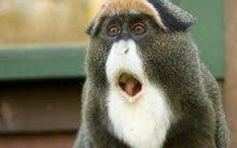 Lý do bất ngờ khiến con khỉ có bộ râu bạc trắng được nhiều người tìm mọi cách để mua