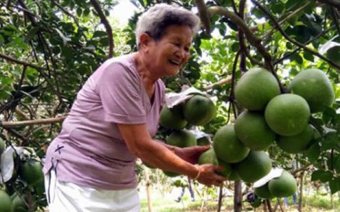 Bỏ lúa trồng cây ăn trái, "một bước lên tiên" bỏ túi cả tỷ đồng