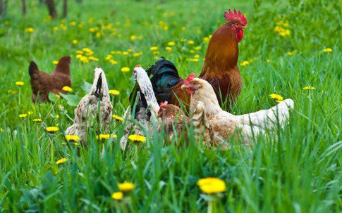 Sự khác biệt giữa trứng gà hữu cơ và trứng gà thả rông mà nhiều người đang lầm tưởng là cùng một loại