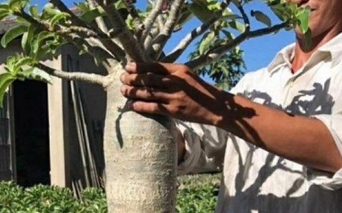 Đam mê hoa, chàng trai Sa Đéc kiếm bộn tiền nhờ tạo ra cây sứ "chân dài tới nách"