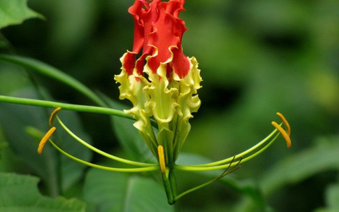 Giật mình với màu sắc hoa Lily lửa cũng như giá của nó