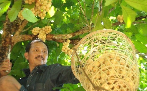 Trái chua chua, ngọt ngọt mỗi mùa “đẻ” cả chục triệu ở Quảng Nam