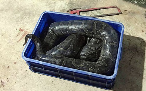 Nam thanh niên nghi bị trăn siết chết ở Đồng Nai