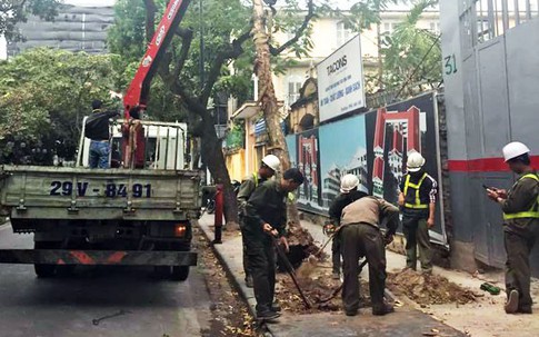 Hà Nội: Cây bằng lăng cổ thụ bất ngờ bật gốc làm hư hỏng xế hộp tiền tỷ