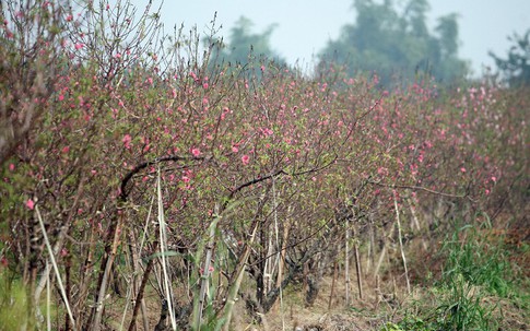 Hà Nội: Đào Nhật Tân nở sớm bung đỏ rực trong nắng đông