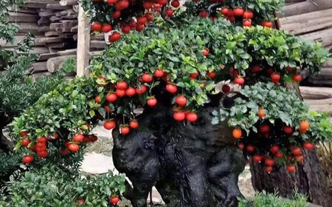 "Chơi ngông", đại gia chi trăm triệu mua hồng đá hiếm về chưng Tết