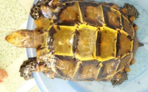 Loài rùa đắt như vàng ròng: Bị săn lùng đến tận diệt