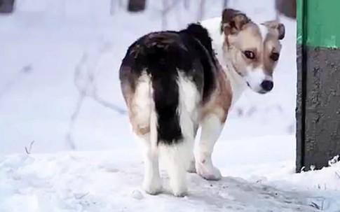 Chó chờ chủ 6 tháng giữa trời âm 30 độ sau khi bị bỏ rơi