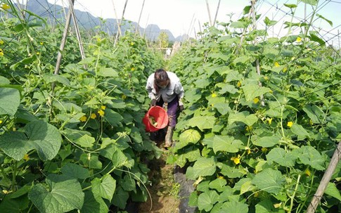 Trồng loài dưa chỉ 45 ngày đã hái quả, thu trăm triệu