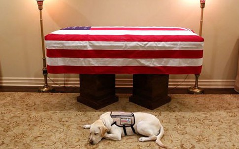 Chú chó nằm canh linh cữu cố tổng thống Bush