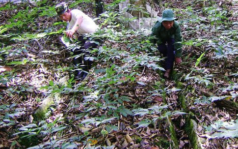 Lão nông trên đỉnh núi canh khối tiền 500 tỷ giấu dưới tán rừng già