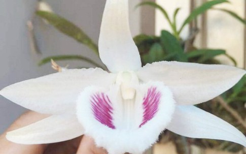 Những loại lan đắt đỏ giới nhà giàu săn lùng dịp Tết