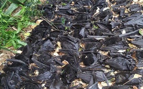 Phát hoảng vì hàng ngàn con dơi chết như ngả rạ trong sân vườn nhà