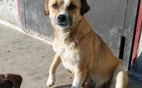 Con chó bị bỏ rơi chạy theo xe chủ cho đến khi kiệt sức