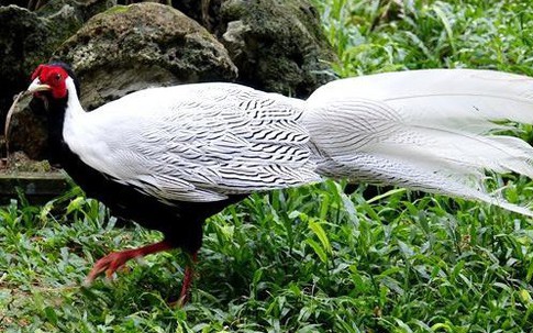 Trang trại chứa hàng trăm con chim quý của chàng trai Quảng Ngãi