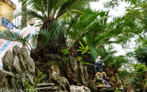 Mới lạ vạn tuế mini bonsai - vừa để chưng Tết lại hưng thịnh bền