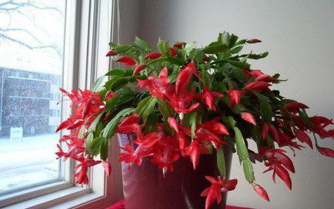 Mách mẹo "cứu nguy" cây cảnh sắp chết cực nhanh ít người biết