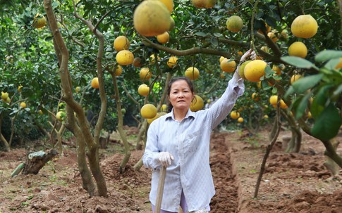 Được mùa lại lo... “bưởi tặc”