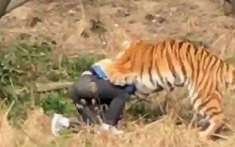 Trèo vào chuồng hổ để trốn vé vào cửa, du khách bị hổ xé xác