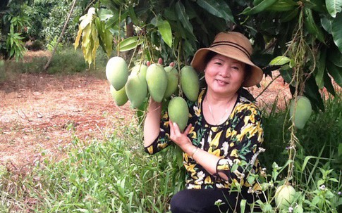 Xoài vừa mất mùa vừa mất giá chỉ còn 7.000 đồng/kg